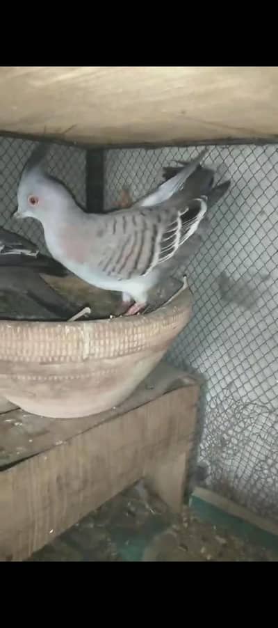 Dover Breeder Pair