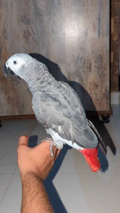 Handtame+Face to face Talking+Female grey for sale!