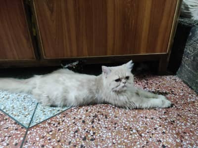 Persian cat 2 coat