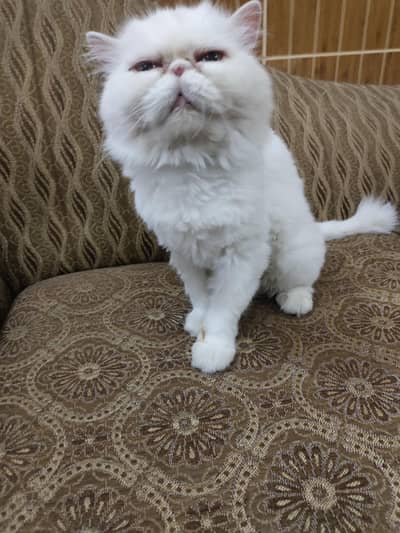 Peke Face Breeder Female