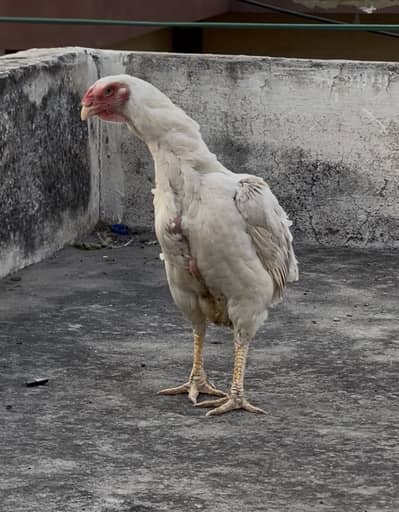 Heera breeder pair