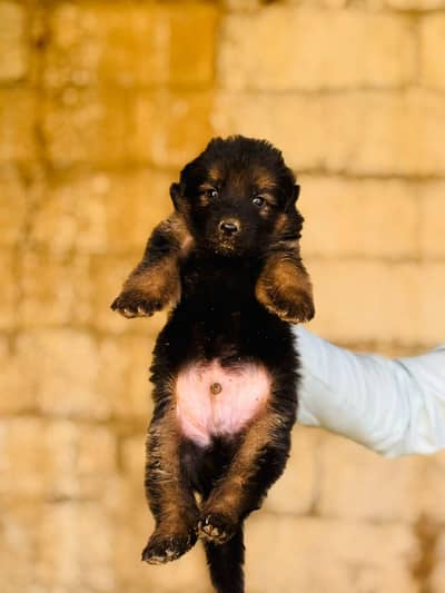 German shepherd pedigree 03117723032