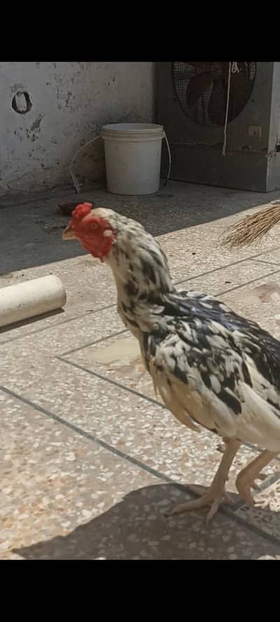 aseel cheena breed