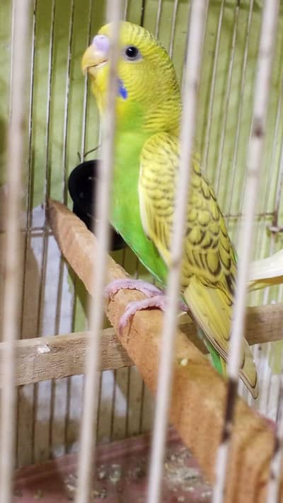 male parrot for sale