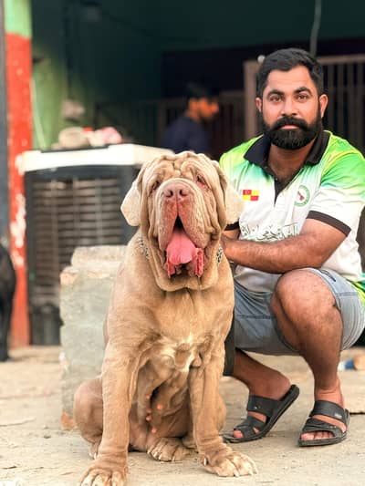 Nepolten mastiff 03234696627 cane corso  alabai Caucasian Shepherd