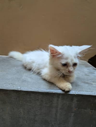 white color bueatyfull eyes