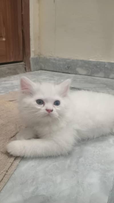 pure white & Grey kitten