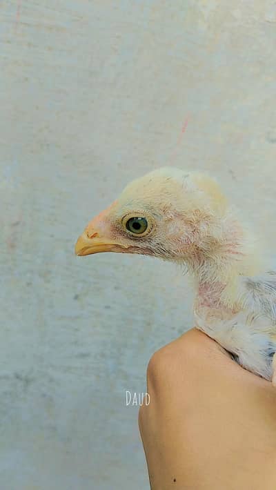 Aseel chick's Full active