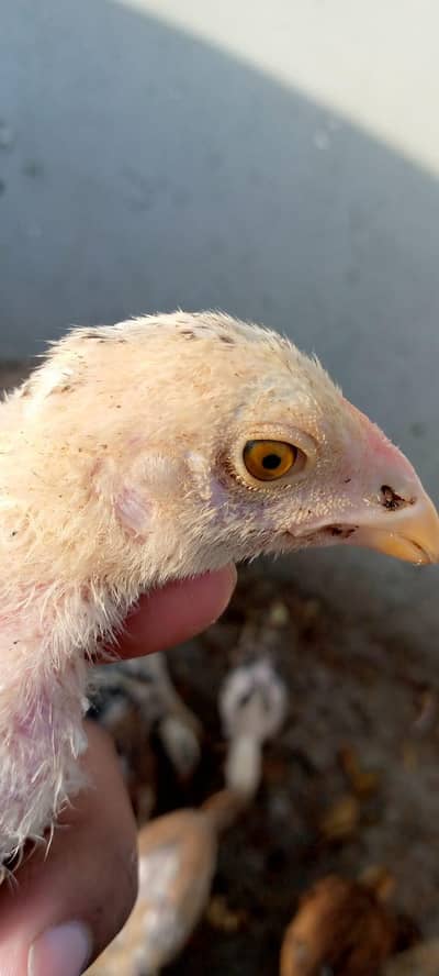 High Quality Mianwali And jawa chicks for sale