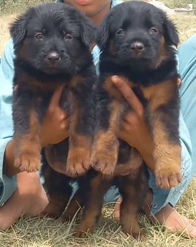 German Shepherd long coat Jodi 2 month for sale