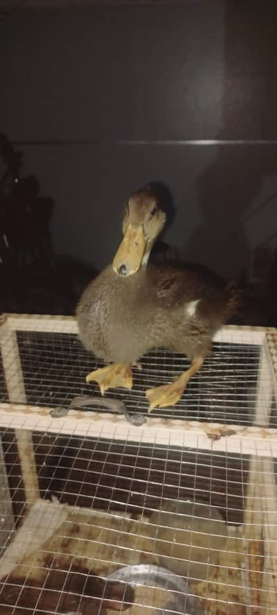 H&H Ducks