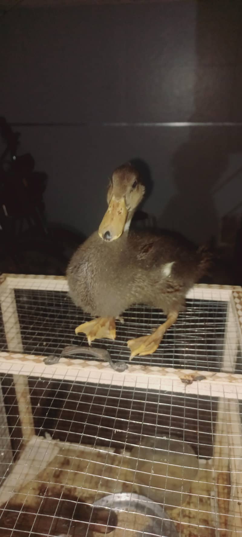 H&H Ducks 0