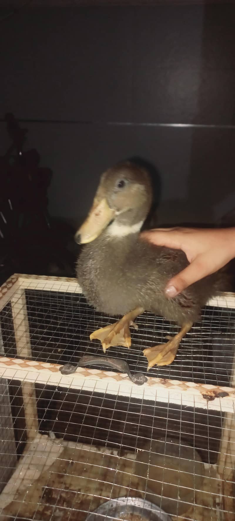 H&H Ducks 1