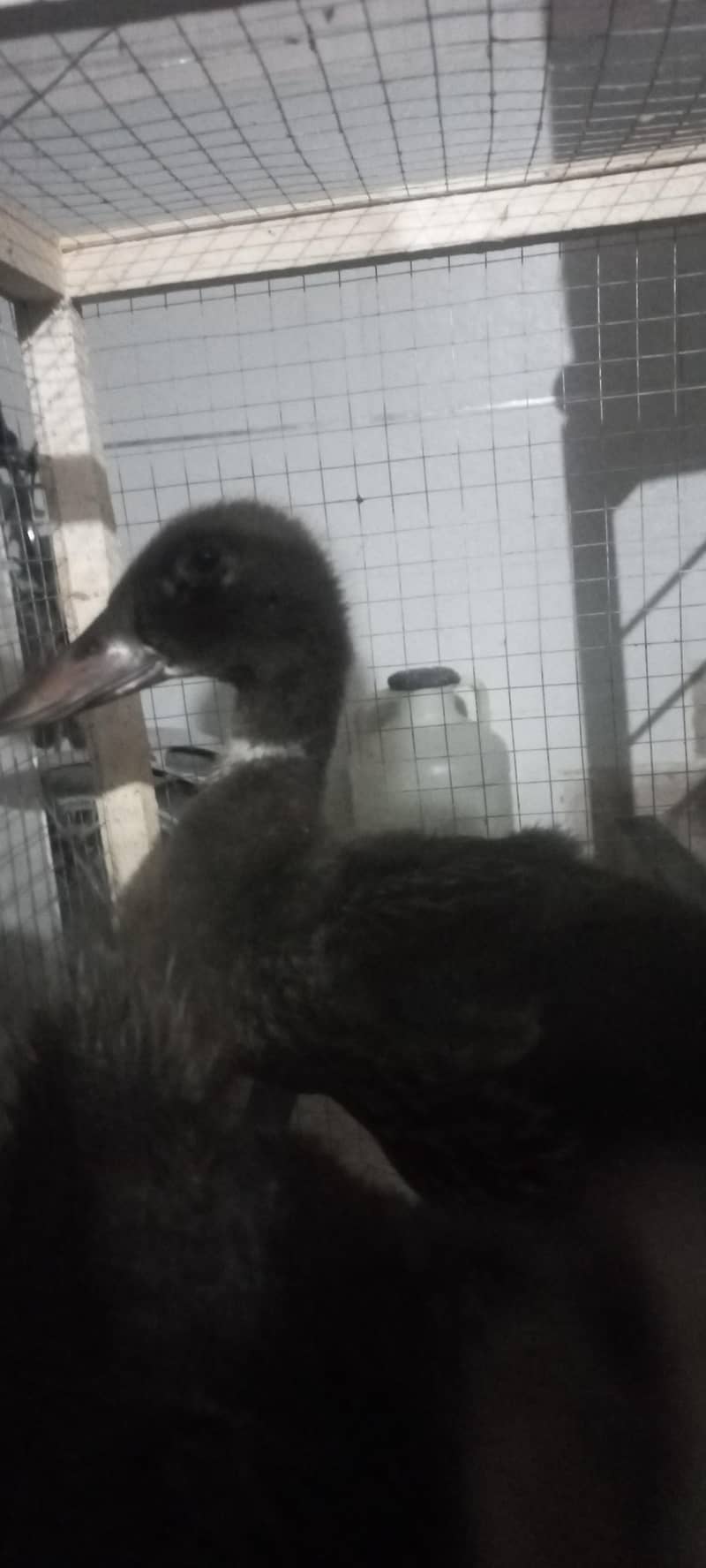 H&H Ducks 2