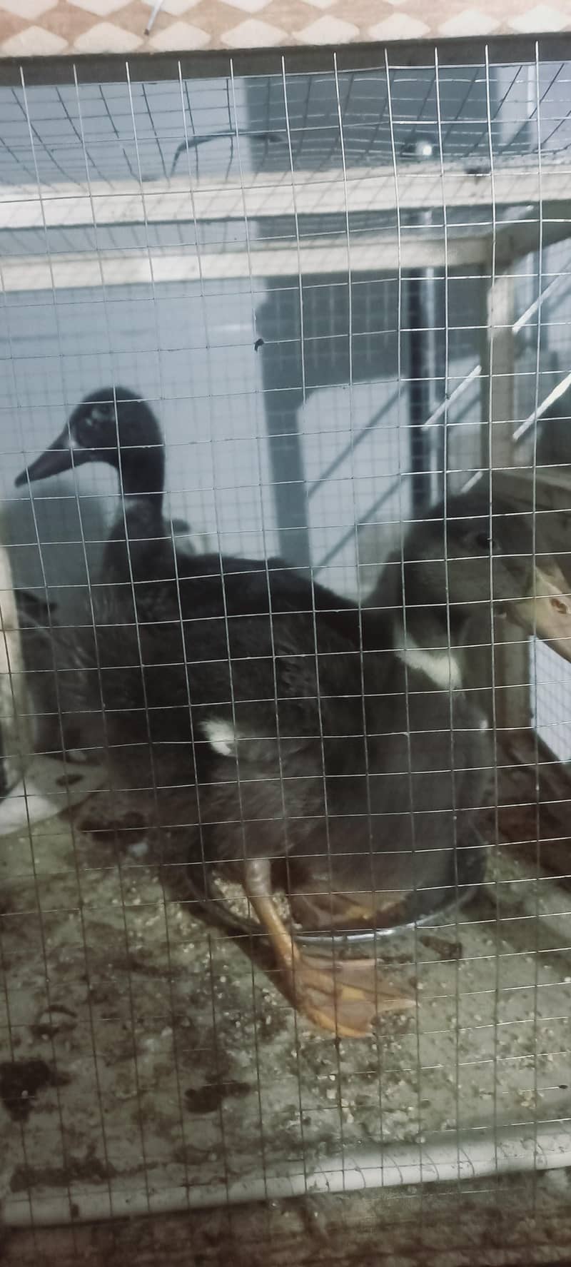 H&H Ducks 3