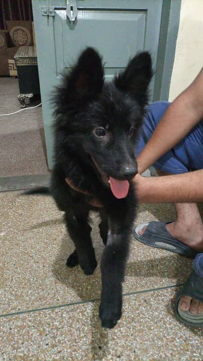Long Coat Black german shaphard female puppy