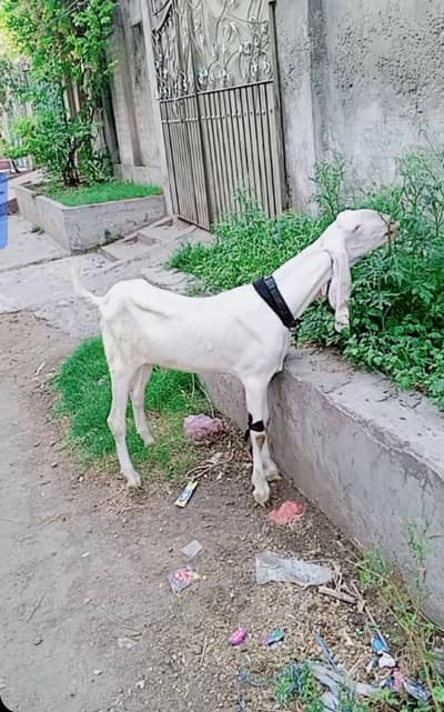 pure Rajan puri khera bacha 03471411172