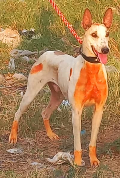 pure khata dog male full train soor and gider healthy and active