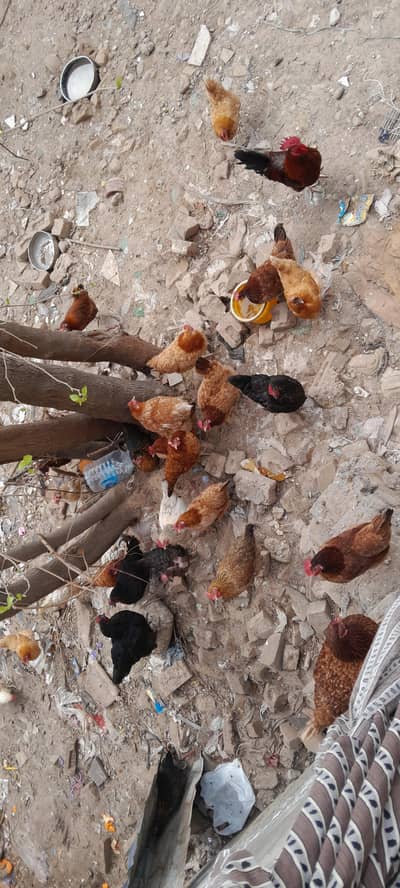 Hens for sale
