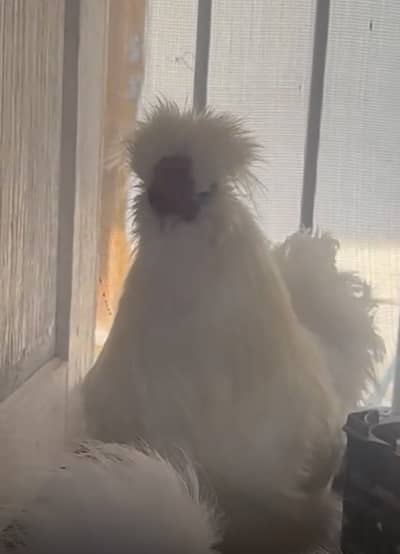 White silkie for sale