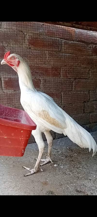 top qulity white heera aseel phathay