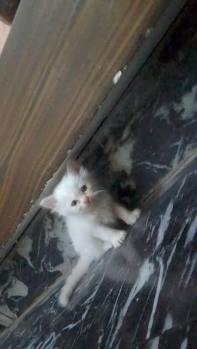 kittens