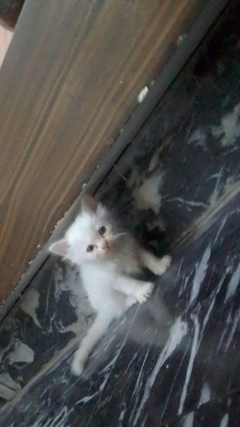 kittens 0