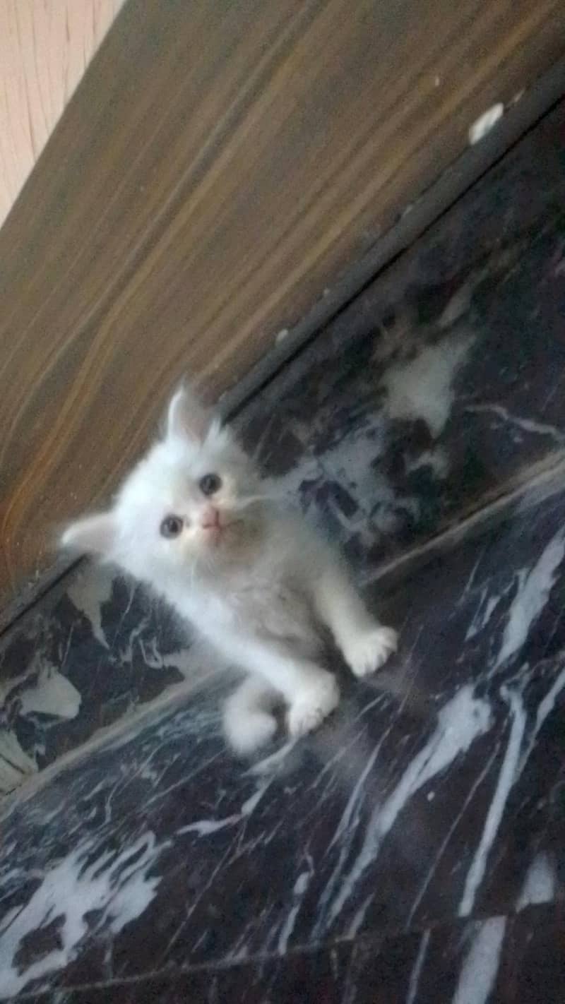 kittens 1