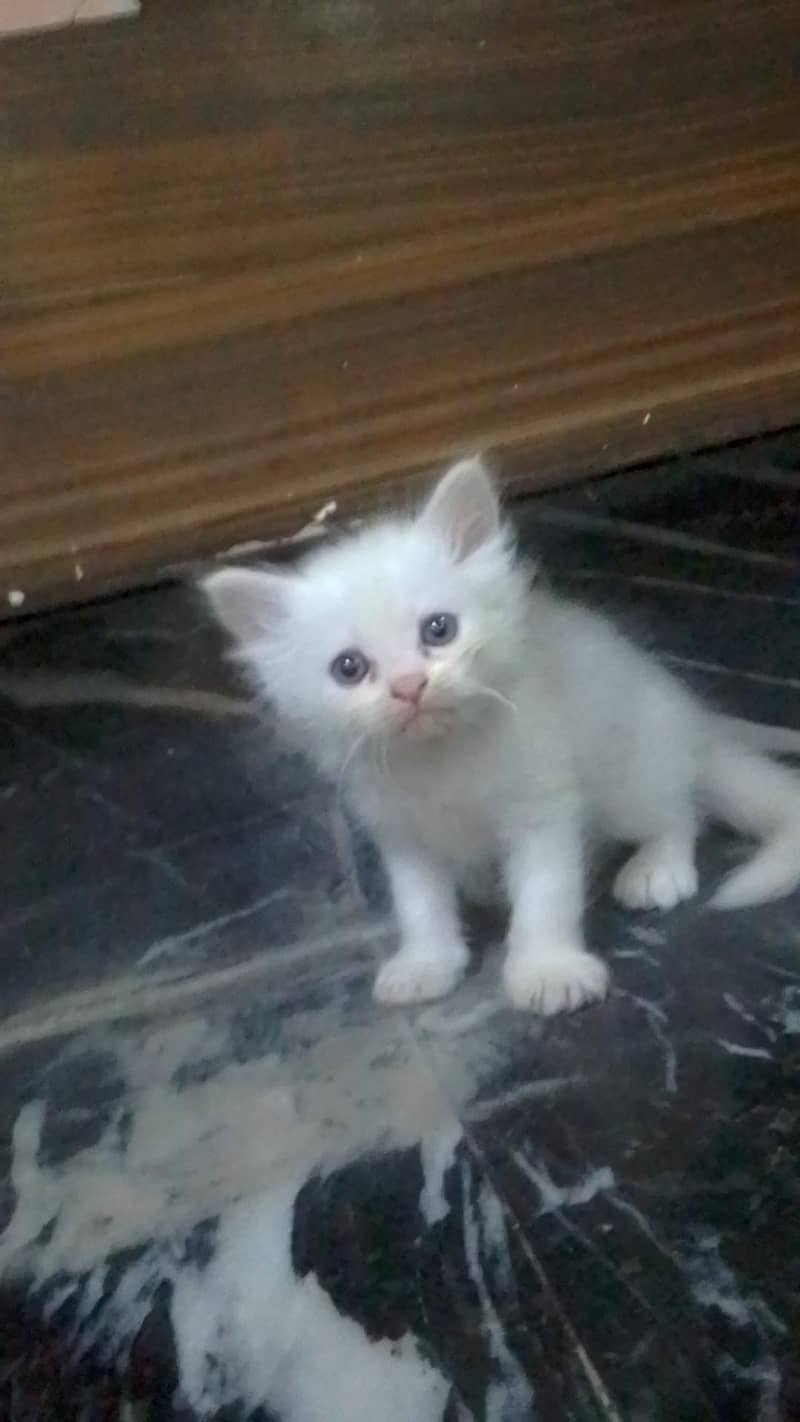 kittens 2
