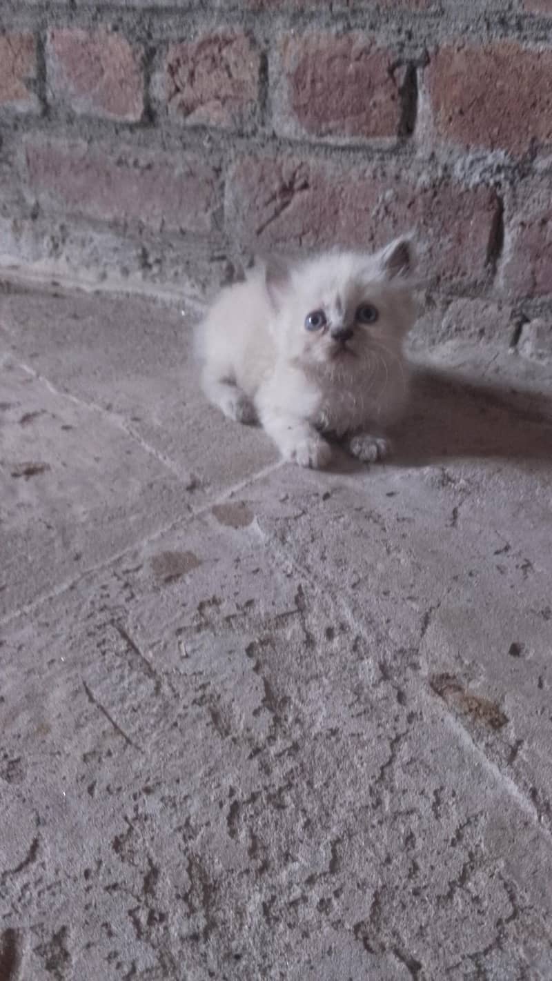 kittens 3