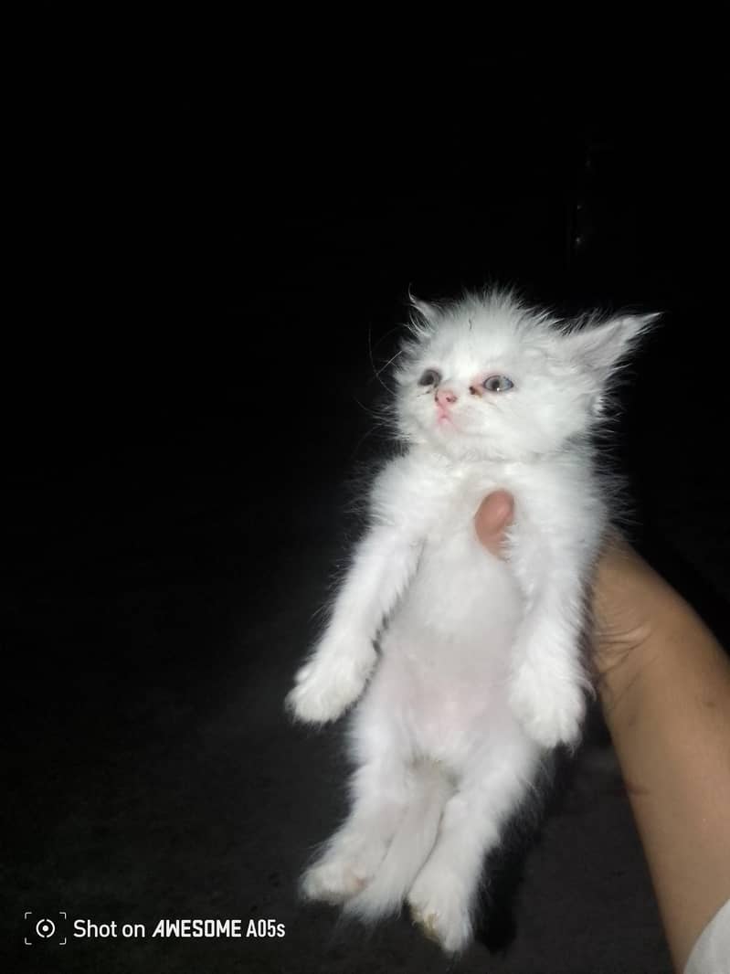 kittens 4