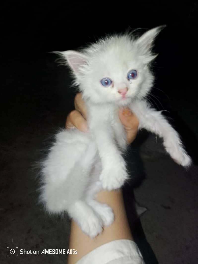 kittens 5
