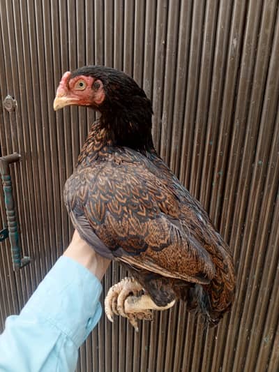 hens lakhi