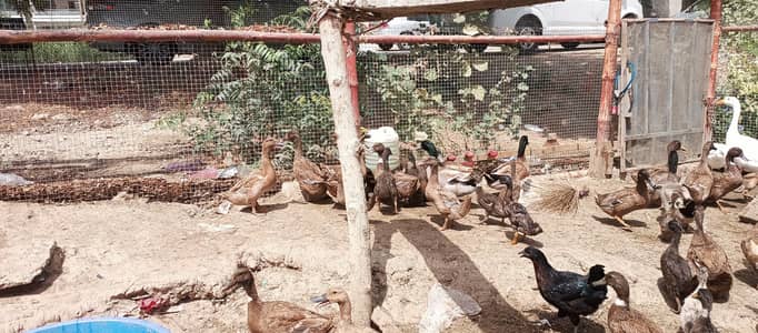 Pure Khaki Campbell Ducks, Active Chicks & Fertile Eggs For Sale