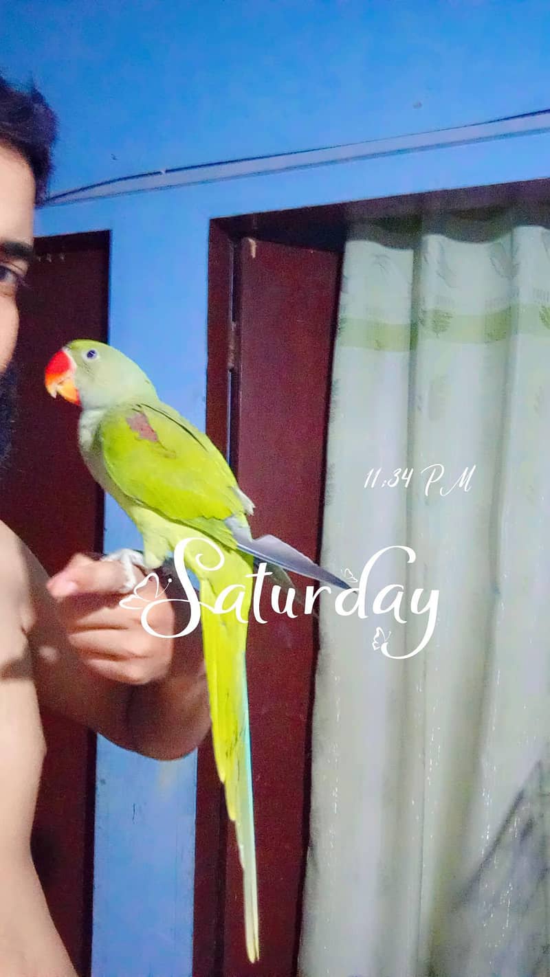 raw parot 0