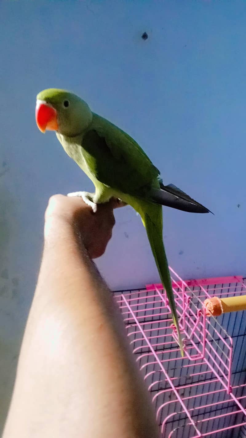 raw parot 1