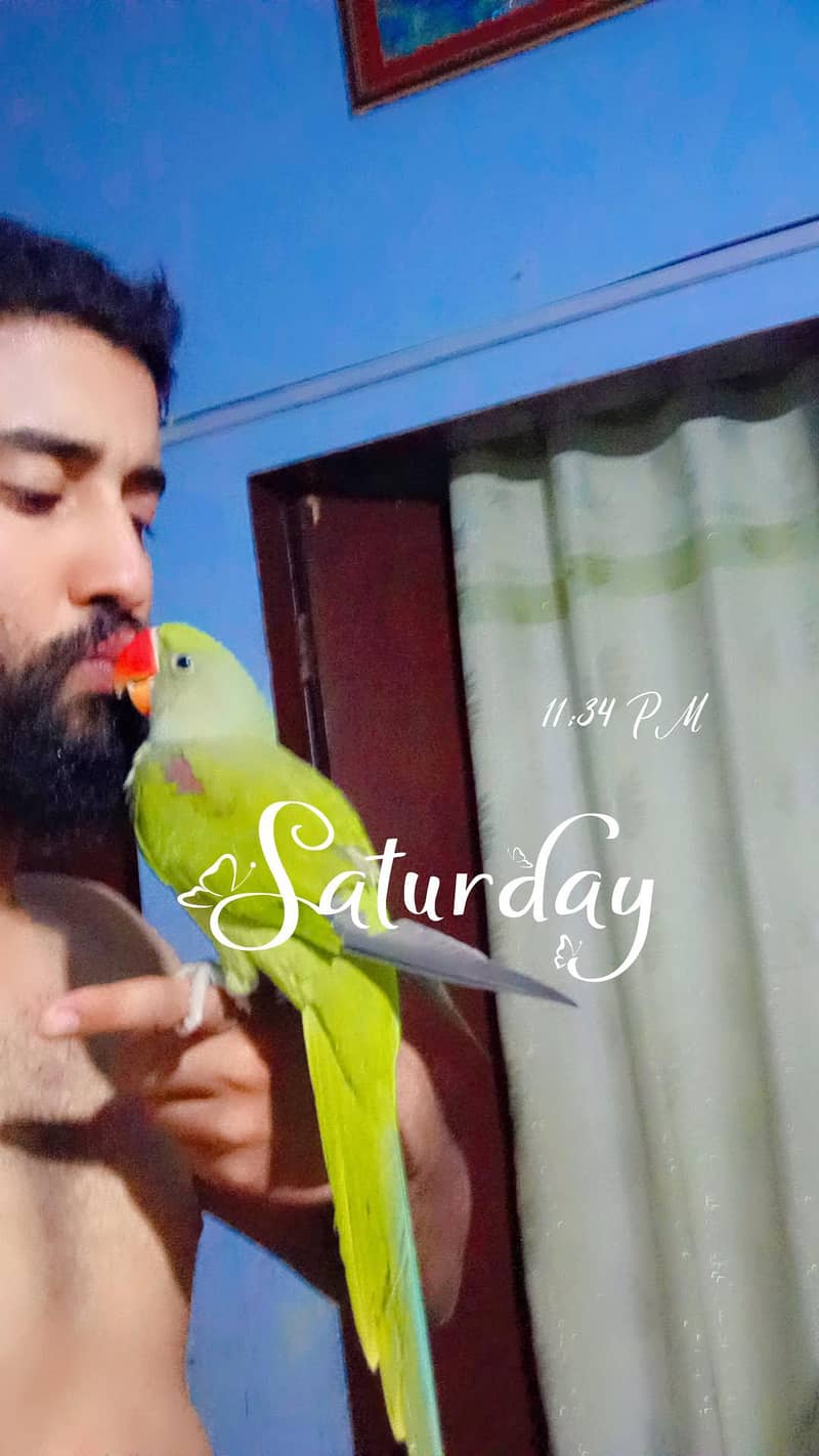 raw parot 2