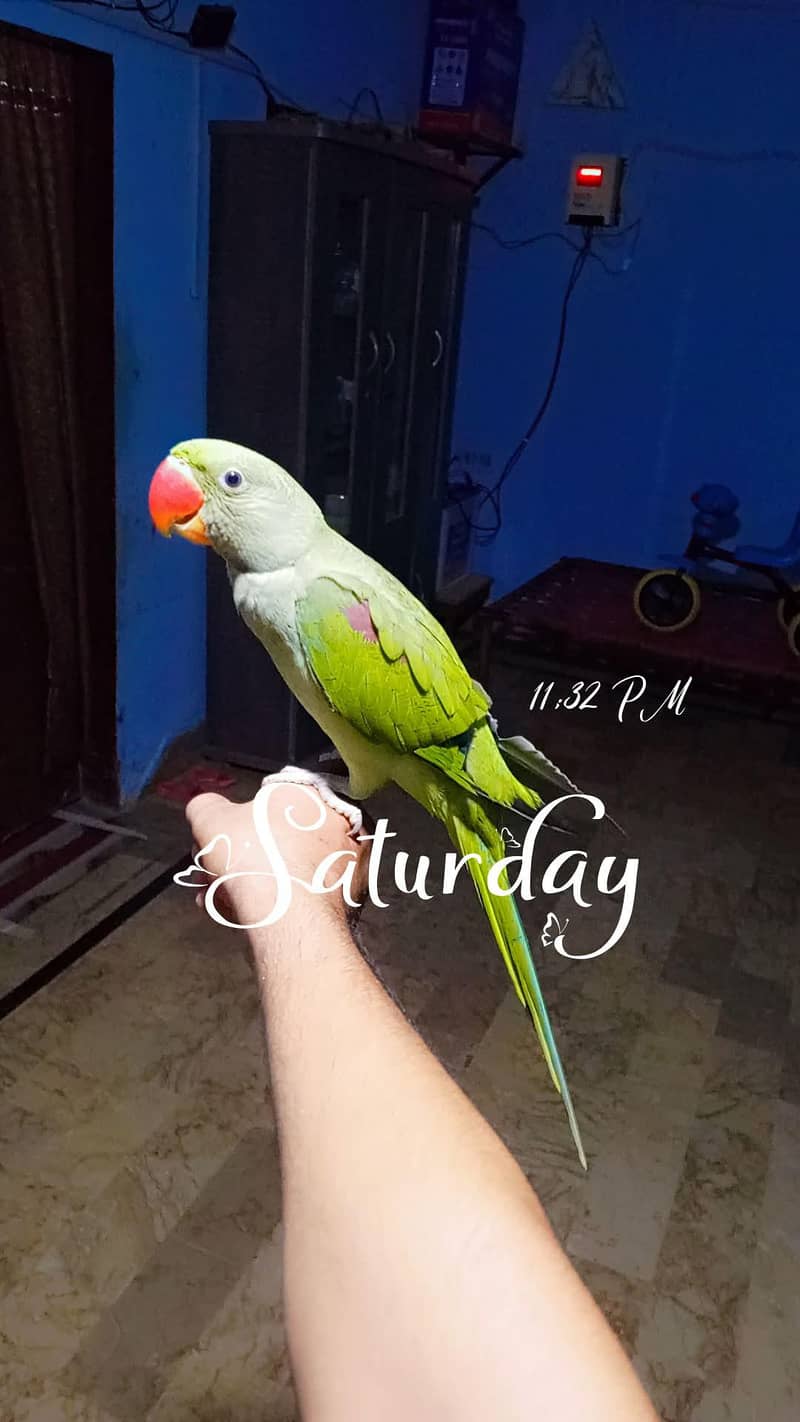 raw parot 3