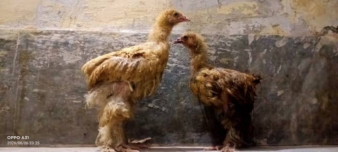Cute pair of golden buff,their age is about 5 months