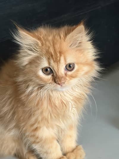 fully vaccinated doll faced Persian cat pedigree