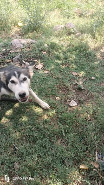 huskey pair for sale 5month age