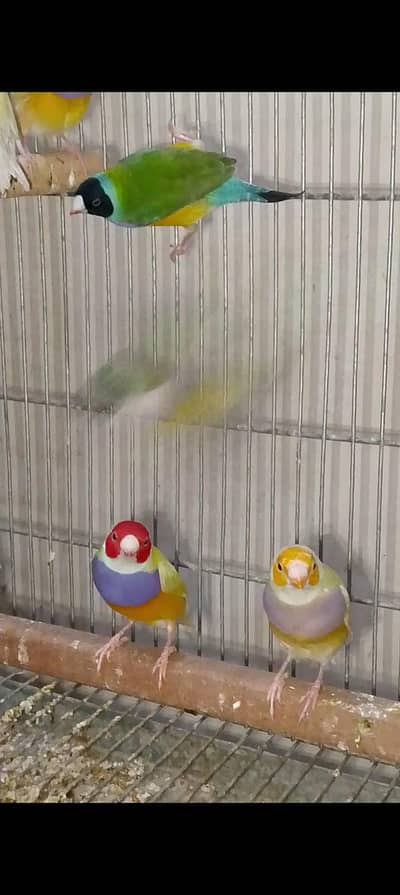 Lutino and Common Goldiain Finches