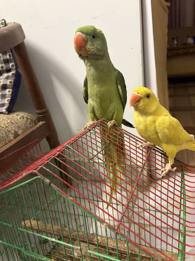 Tamed parrots