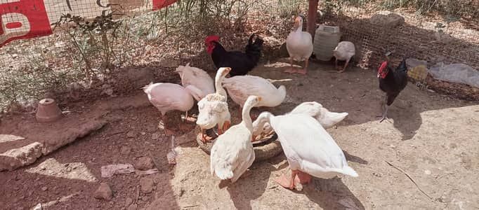 Pure White Geese/Goose & Active Chicks For Sale