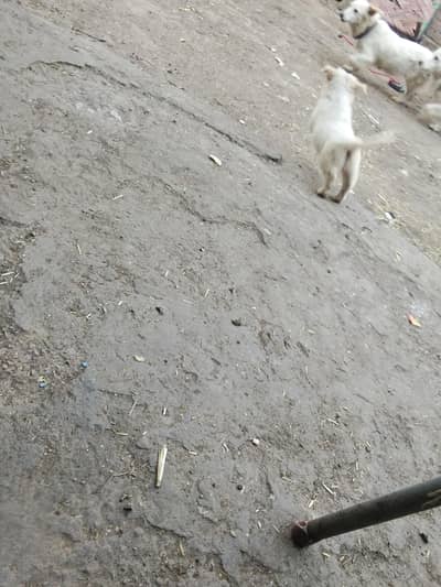 female male for sale