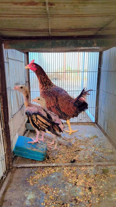 Aseel Hens with Chicks