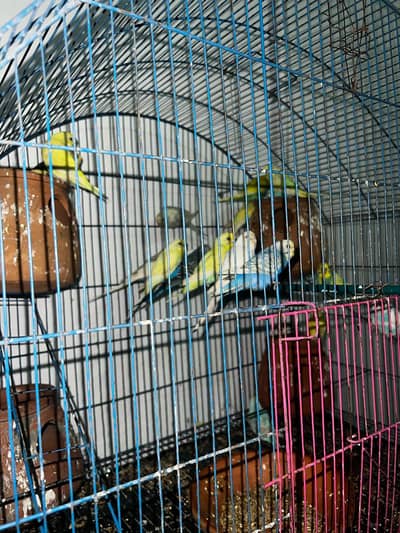 Australian buggies for sale