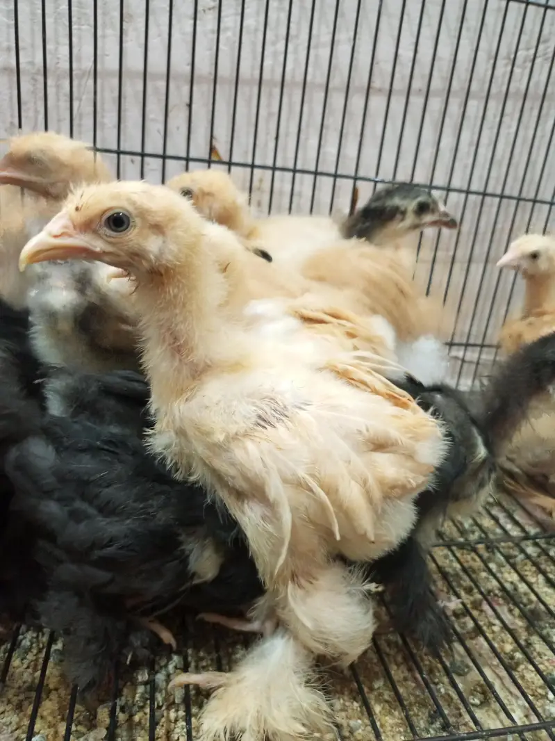 golden buff, black buff, white silky,Coco silky chicks