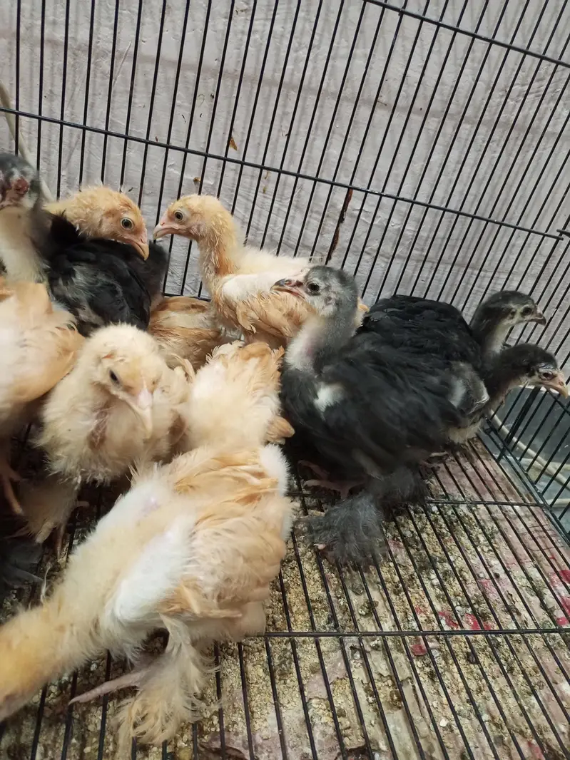 golden buff, black buff, white silky,Coco silky chicks — photo 2
