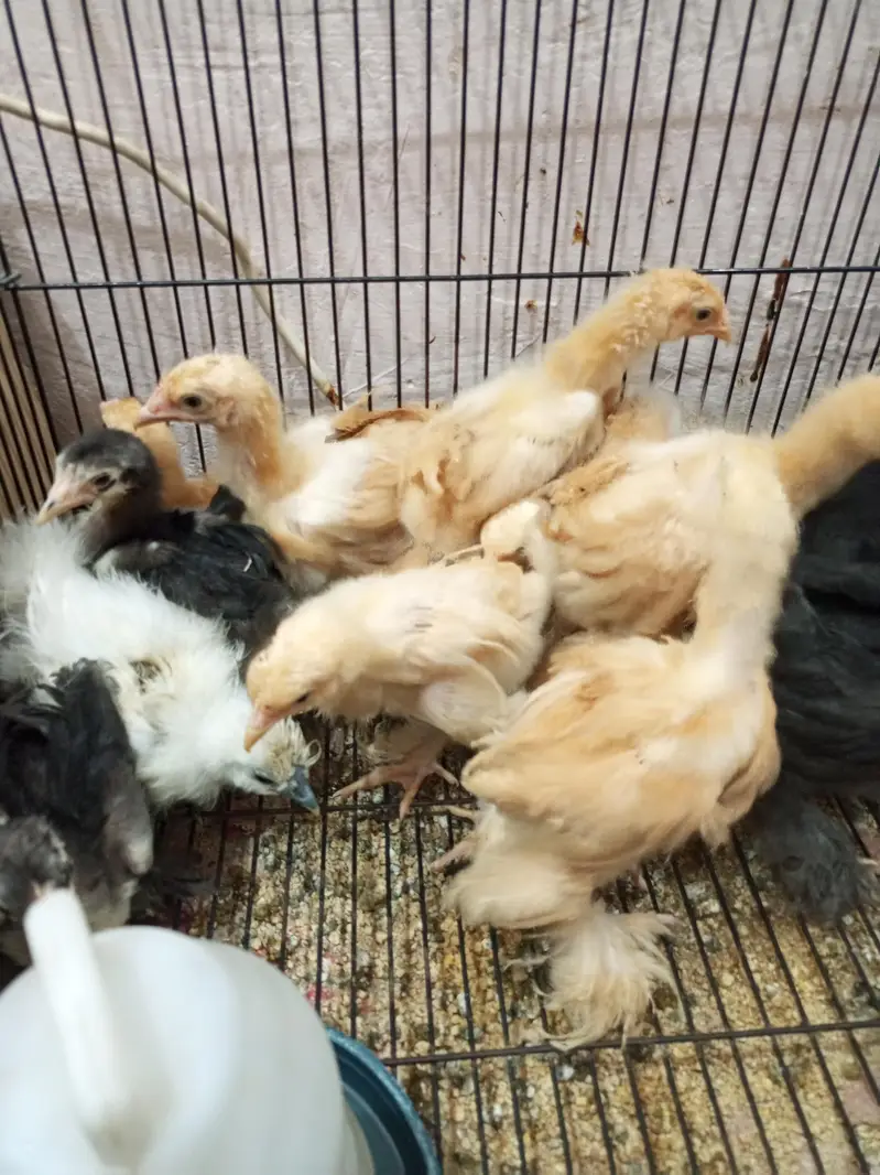 golden buff, black buff, white silky,Coco silky chicks — photo 3